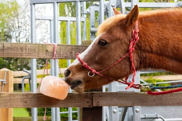 Cheval léchant un bloc de sel suspendu à une clôture